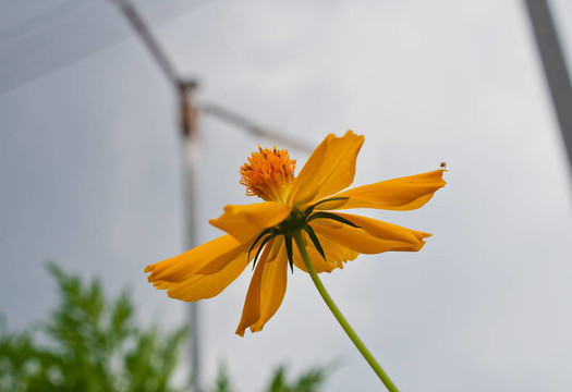 大波斯菊