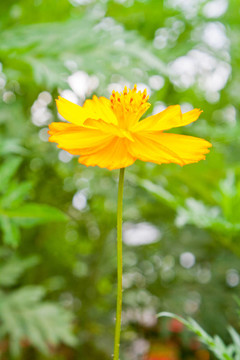 大波斯菊
