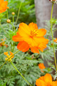大波斯菊