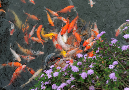 在池塘里的魚(yú)錦鯉