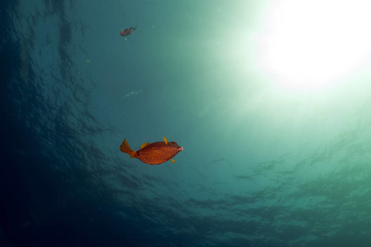 Boxfish；在红色的海洋和阳光。