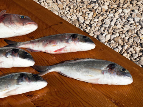 烏頰魚