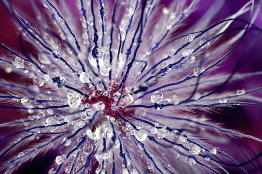 抽象花花中的紫色觸手
