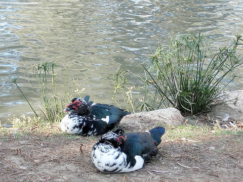 甘園兩番鴨2007