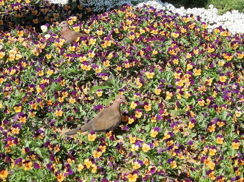 甘園斑鳩2007