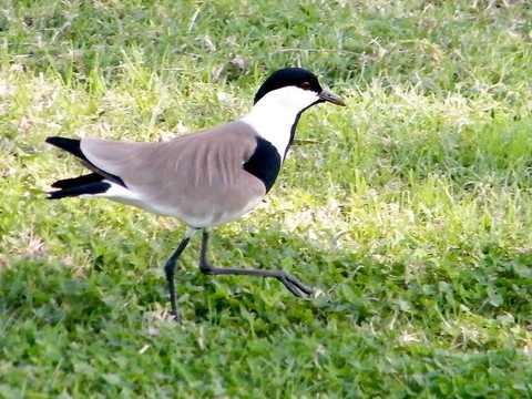 甘園麥雞2010