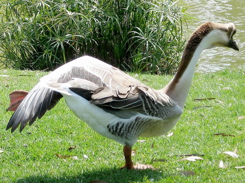 甘園鵝2008