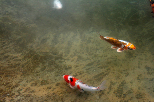 池塘里的鯉魚和錦鯉裝飾