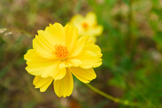 橙色金盞花