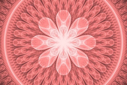 粉紅色的花