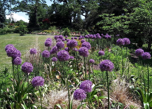 多倫多高新園區(qū)百子蓮2009