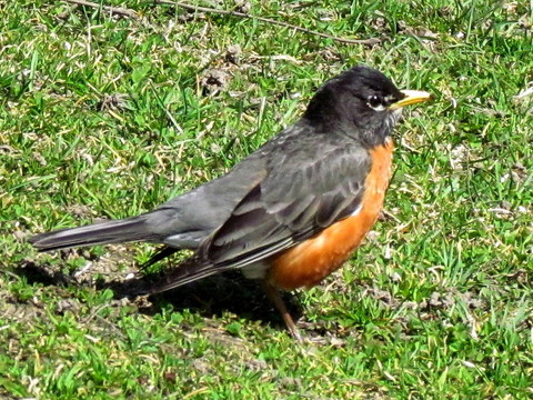 多倫多高公園美國羅賓2011