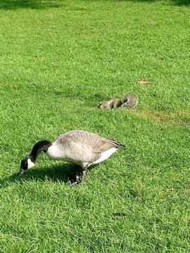 多倫多高公園2005