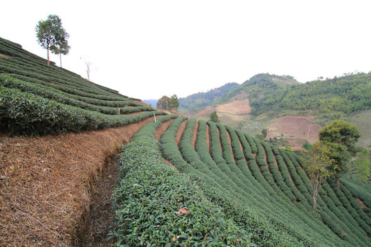 綠茶農(nóng)場