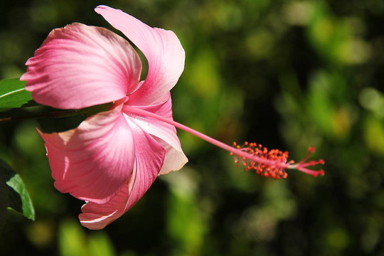 木槿