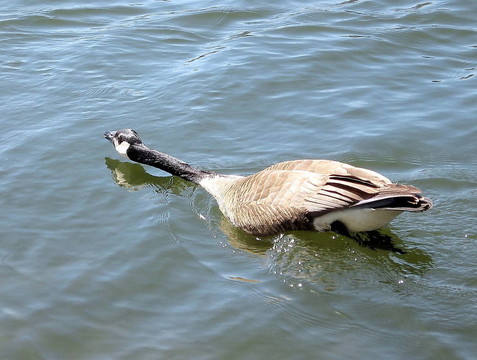 多倫多高公園鵝2007