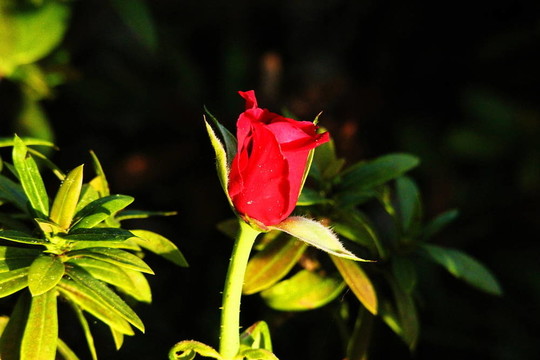 紅玫瑰