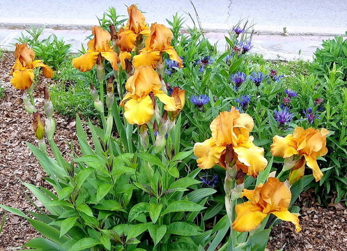 多倫多高公園橙鳶尾2009