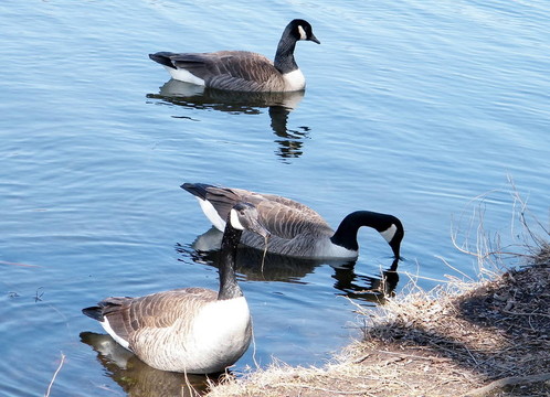 多倫多高塘公園鵝2010