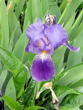 多倫多高公園藍旗2009