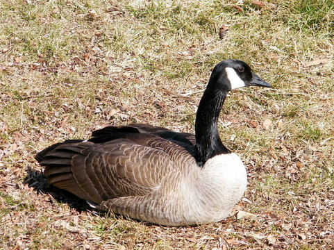 多倫多高公園鵝三月2010
