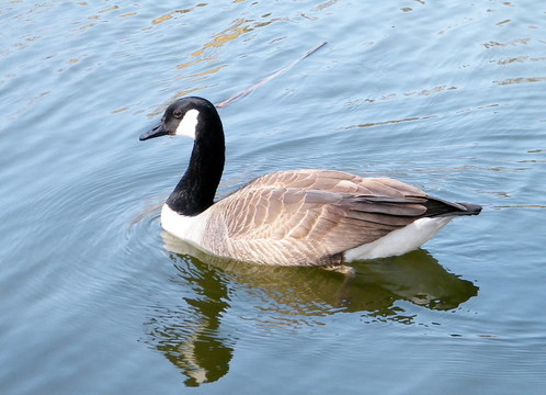 多倫多高公園鵝2010