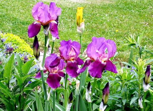 多倫多高公園鳶尾2009