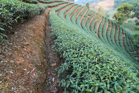 綠茶農(nóng)場