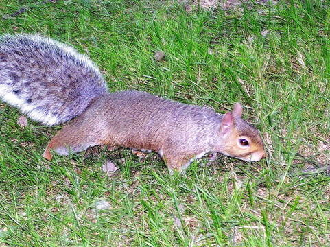 多倫多高公園松鼠2004