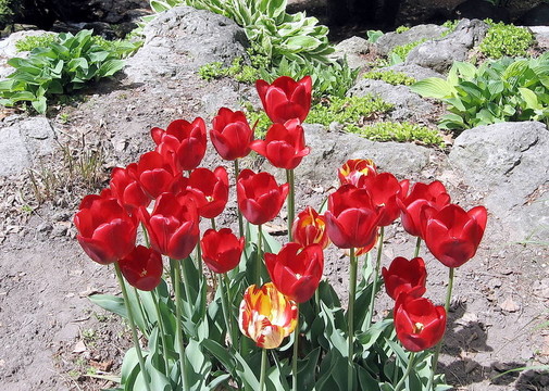 多倫多高公園郁金香2008