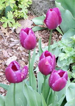 多倫多高公園紫色郁金香2008