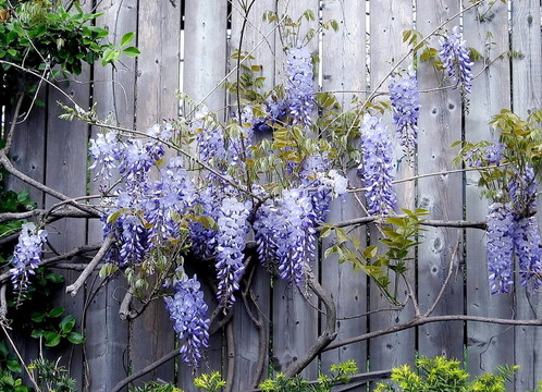 多倫多高公園紫羅蘭花籬2008