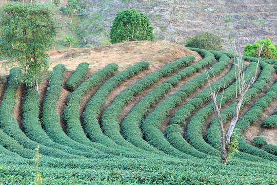 綠茶農(nóng)場