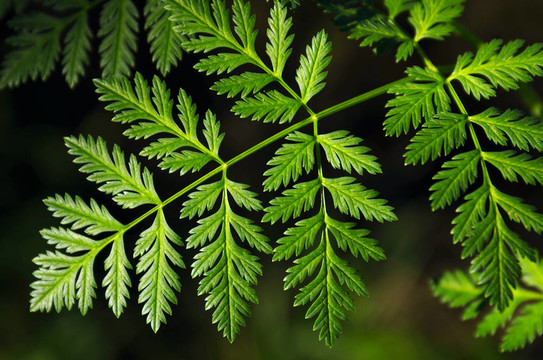 Gereric的植被
