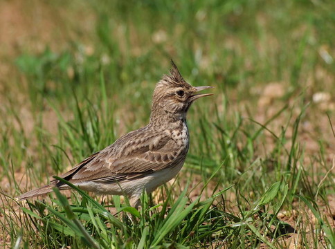 鳳頭百靈；Galerida cristata
