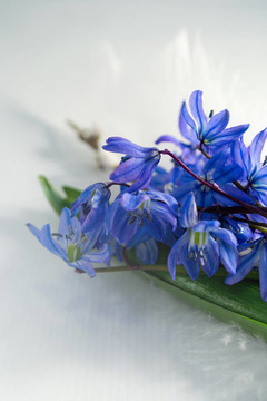 海蔥/ Scilla bouquet