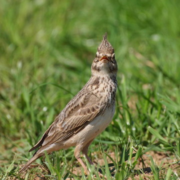 鳳頭百靈；Galerida cristata