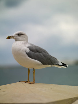 海鷗