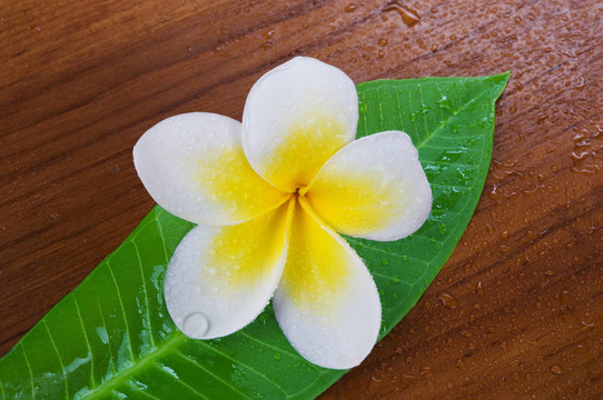 雞蛋花溫泉花