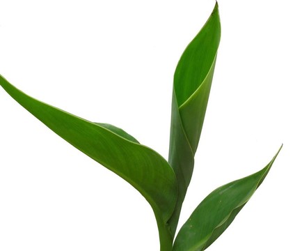 香蕉葉
