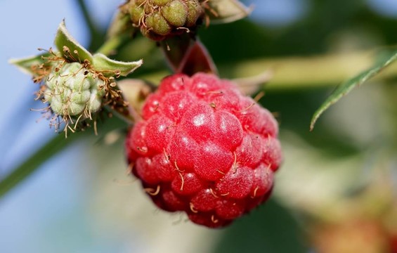 紅樹莓