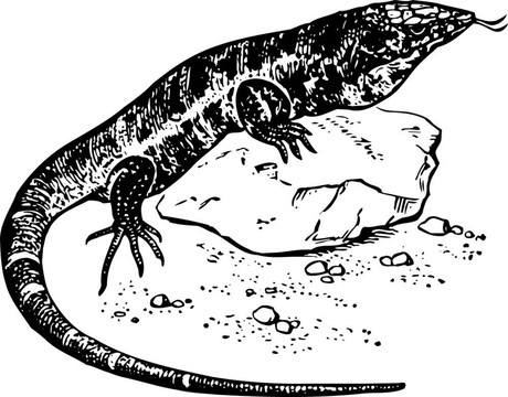 紅泰加（Tupinambis）