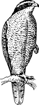 蒼鷹Accipiter gentilis