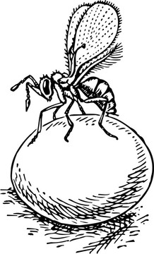 Stingless wasp（赤眼蜂）