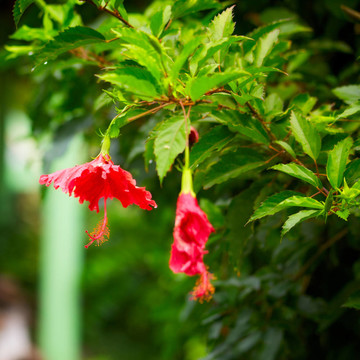 紅芙蓉