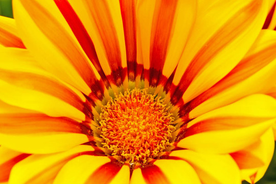 勛章菊