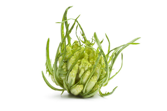 新鮮蔬菜puntarelle