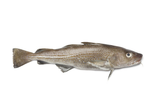 新鮮大西洋鱈魚(yú)