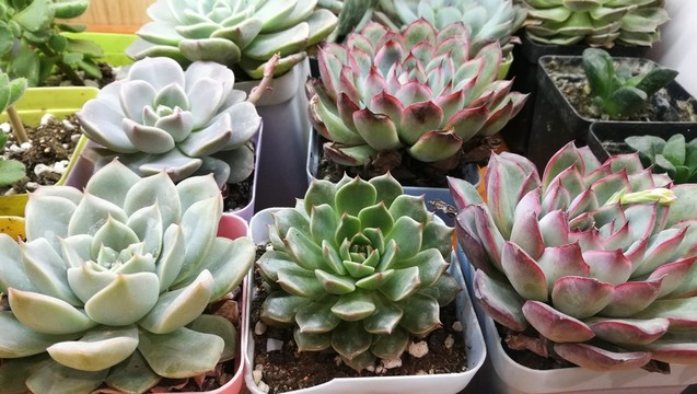 多肉植物