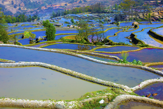 云南元陽梯田美麗壯觀的風(fēng)景